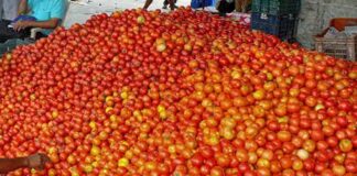 రాయలసీమ మార్కెట్లకు పోటెత్తిన టమాటా