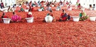 గుంటూరు మిర్చికి శ్రీలంక షాక్!